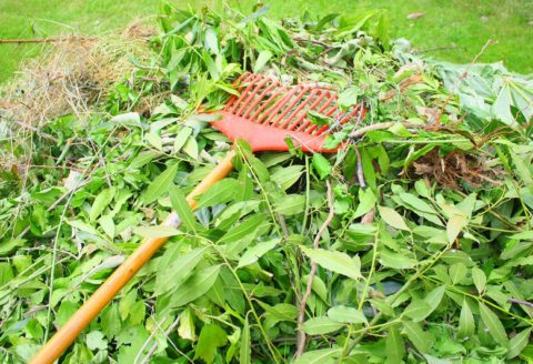 Collecte déchets verts 2025 : le formulaire !